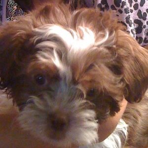 Meet your Posher, Jules